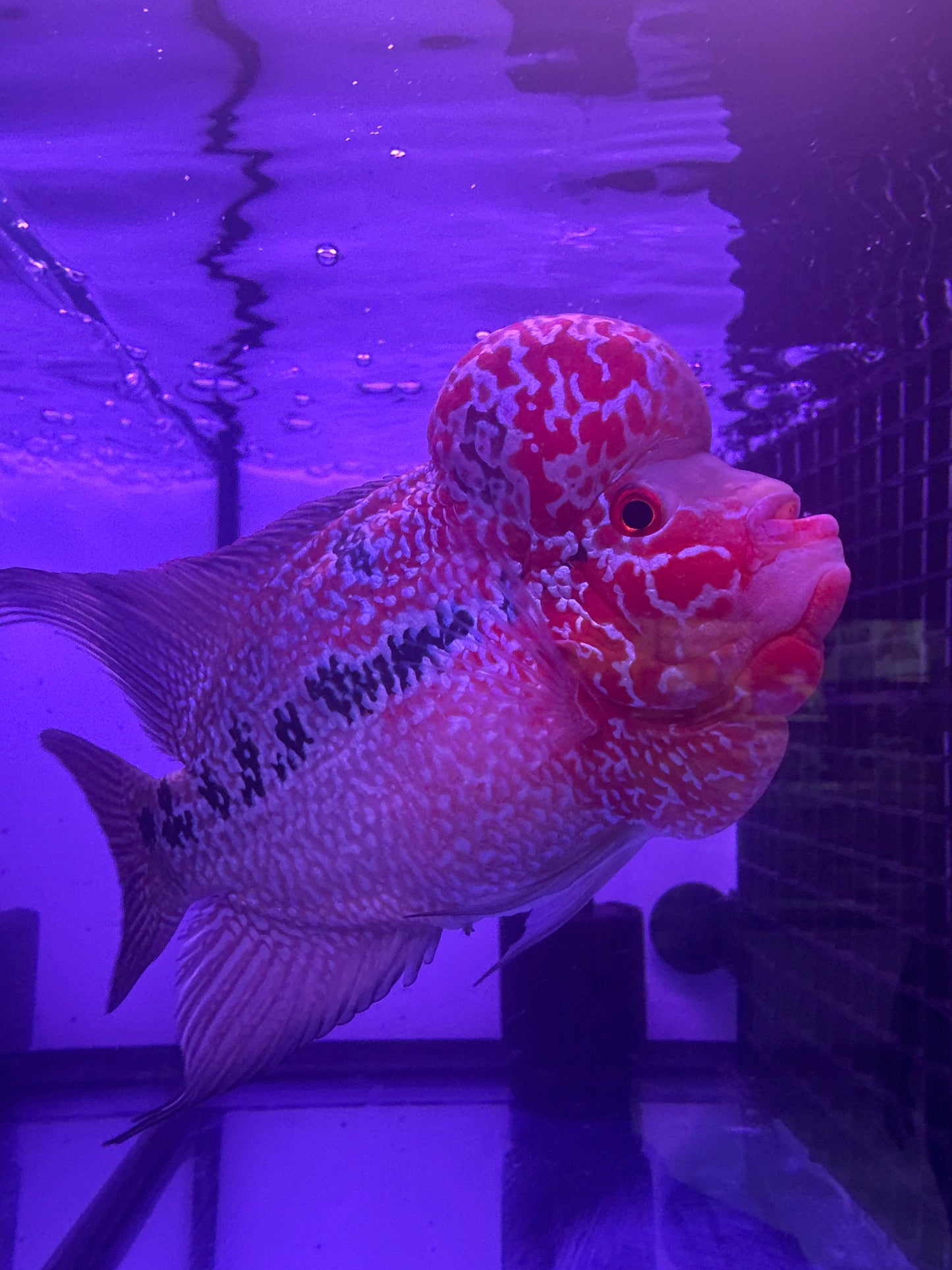 Red Head Flower Horn