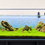 Emerald Highlands – Mountain Stone Carpet Planted Aquarium