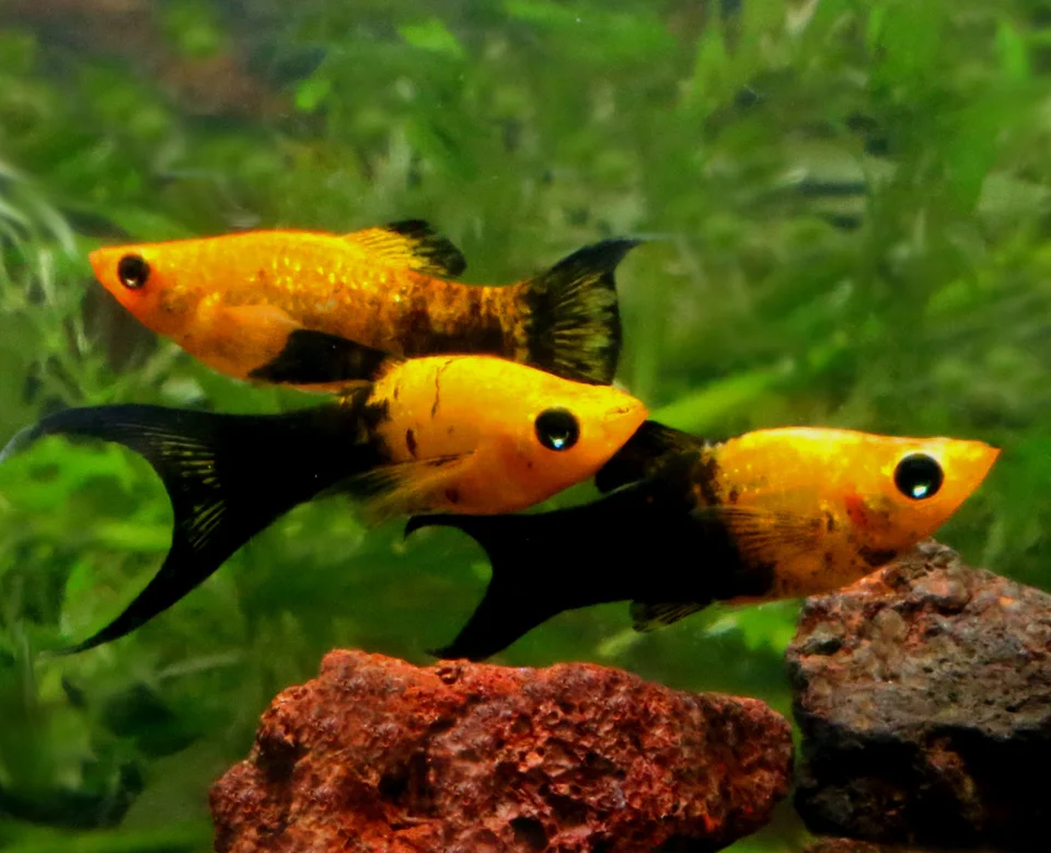 كوداك مولي 4 سم