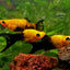 Kodak Molly 4PCS Combo Deal