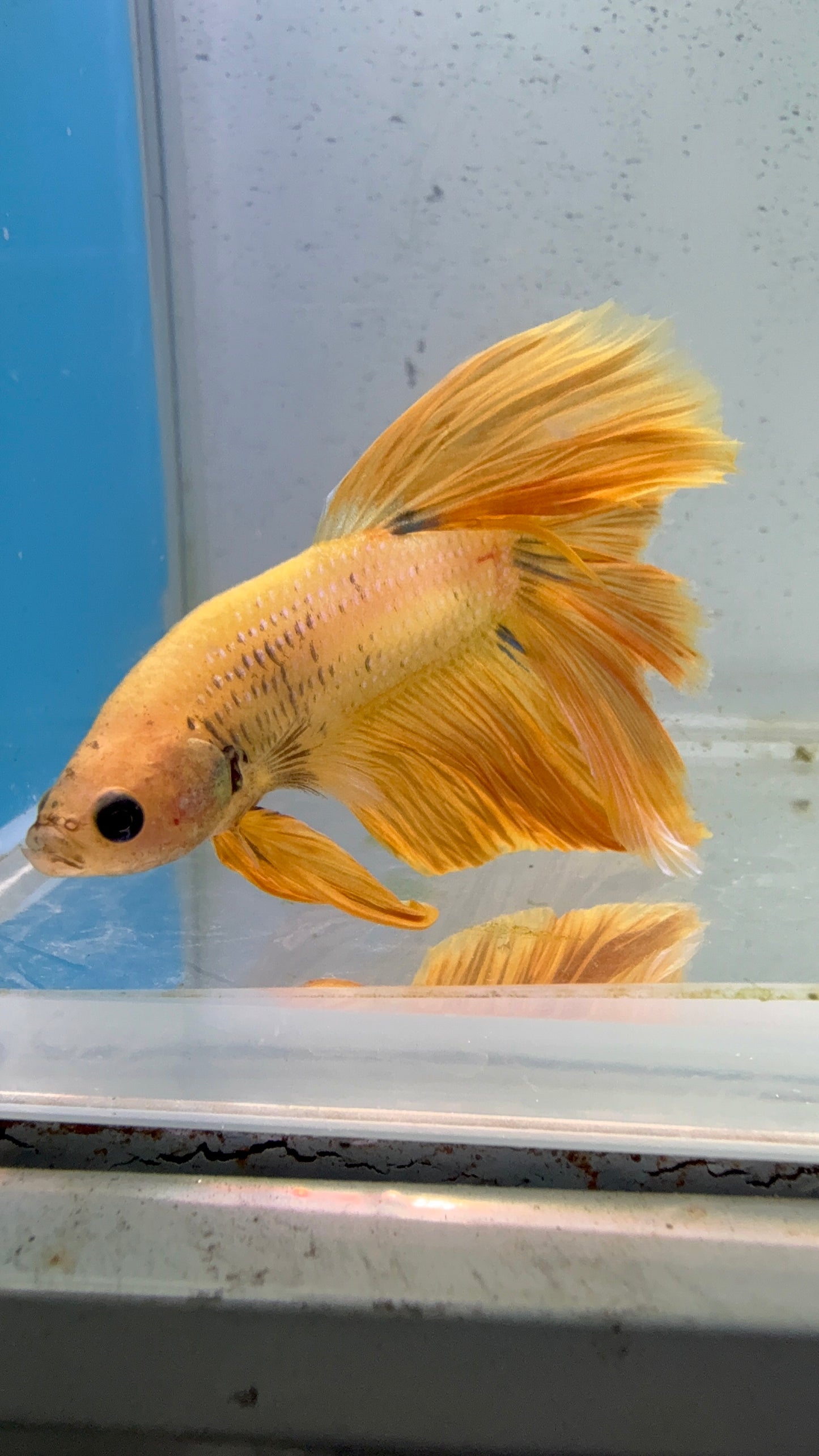 HALFMOON YELLOW DRAGON BETTA