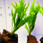 Java Fern on Wood