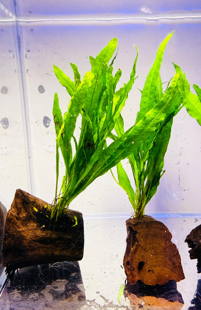 Java Fern on Wood