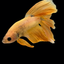 HALFMOON YELLOW DRAGON BETTA