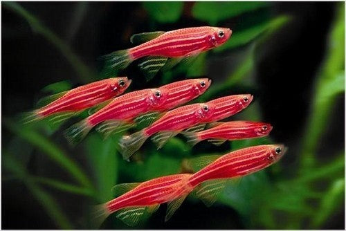 beginner fish