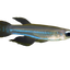 Lamp Eye Tetra