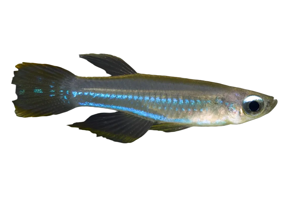 Lamp Eye Tetra