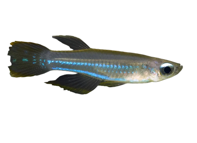 Lamp Eye Tetra