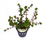 Rotala Rotundifolia Pot Plant