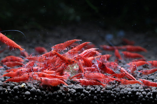 CHERRY RED SHRIMPS