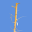Long Hand Wood 30-45 cm