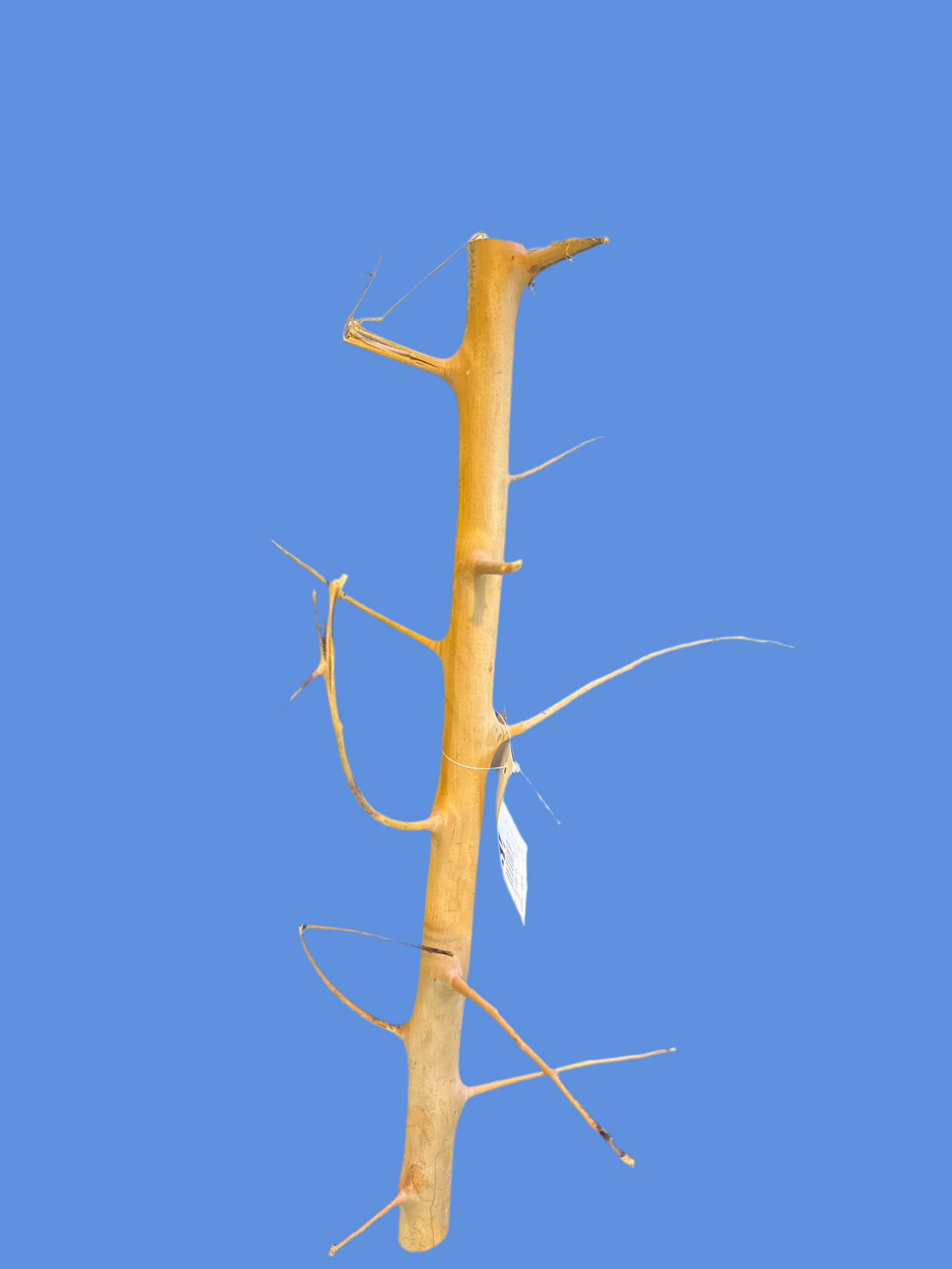 Long Hand Wood 30-45 cm