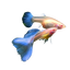 Special Blue Topaz Guppy Pair