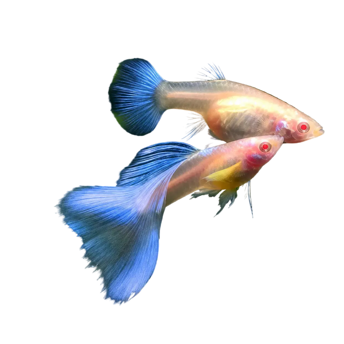 Special Blue Topaz Guppy Pair