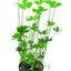 MARSILEA CRENATA POT PLANT