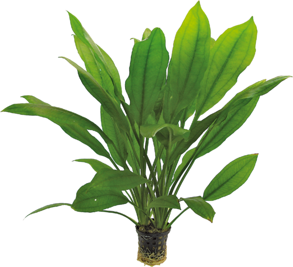 Echinodorus Bleheri Pot Plant