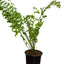 FishTail Fern Plant (Terrarium)
