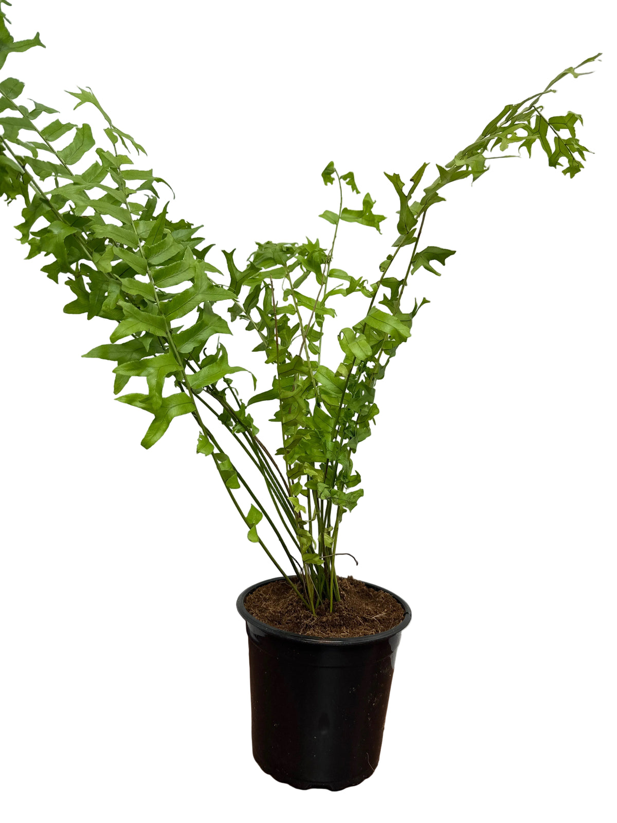 FishTail Fern Plant (Terrarium)