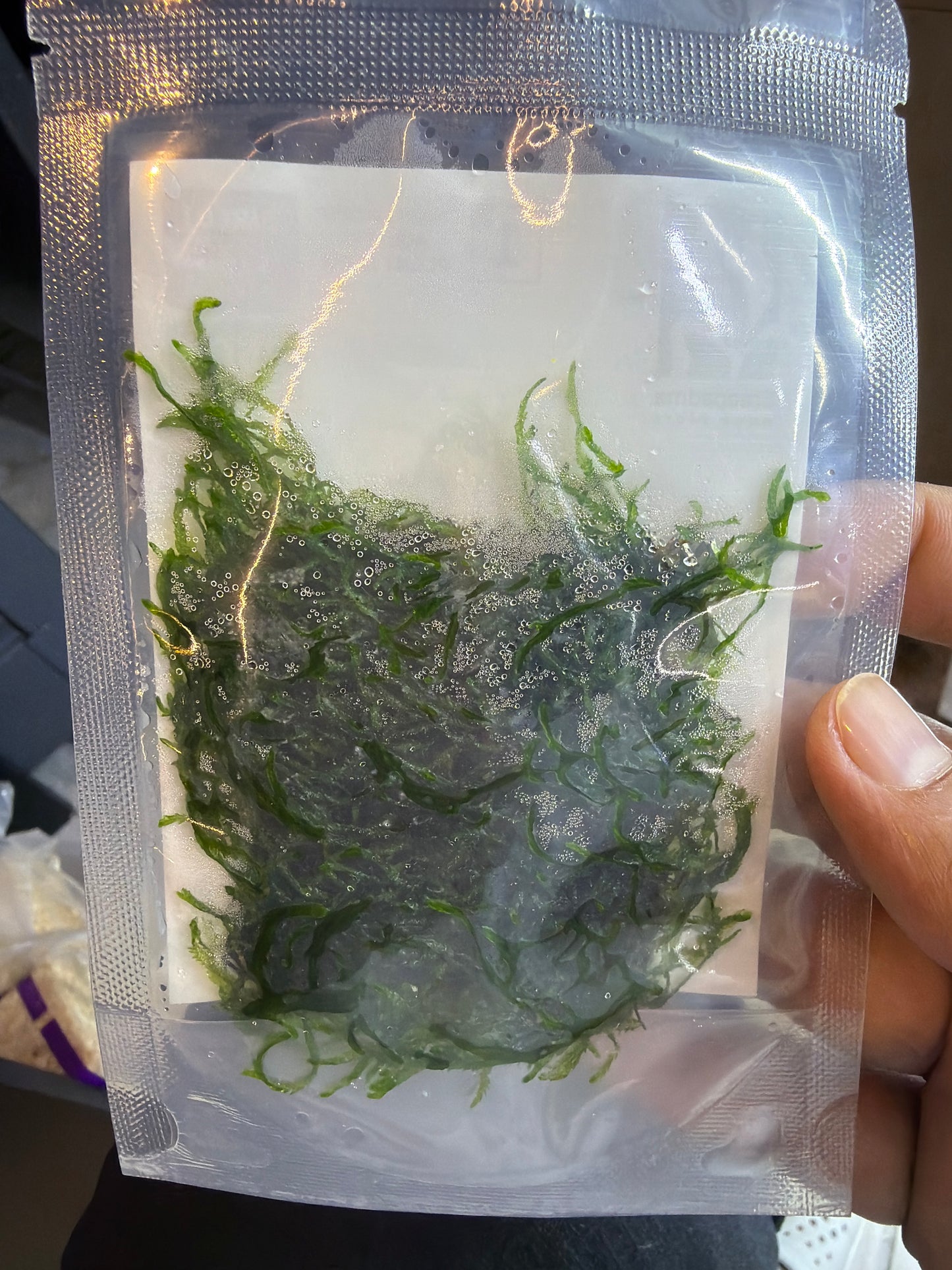 Growow Flame Moss