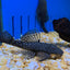 Albino Red Eye Bristlenose Pleco