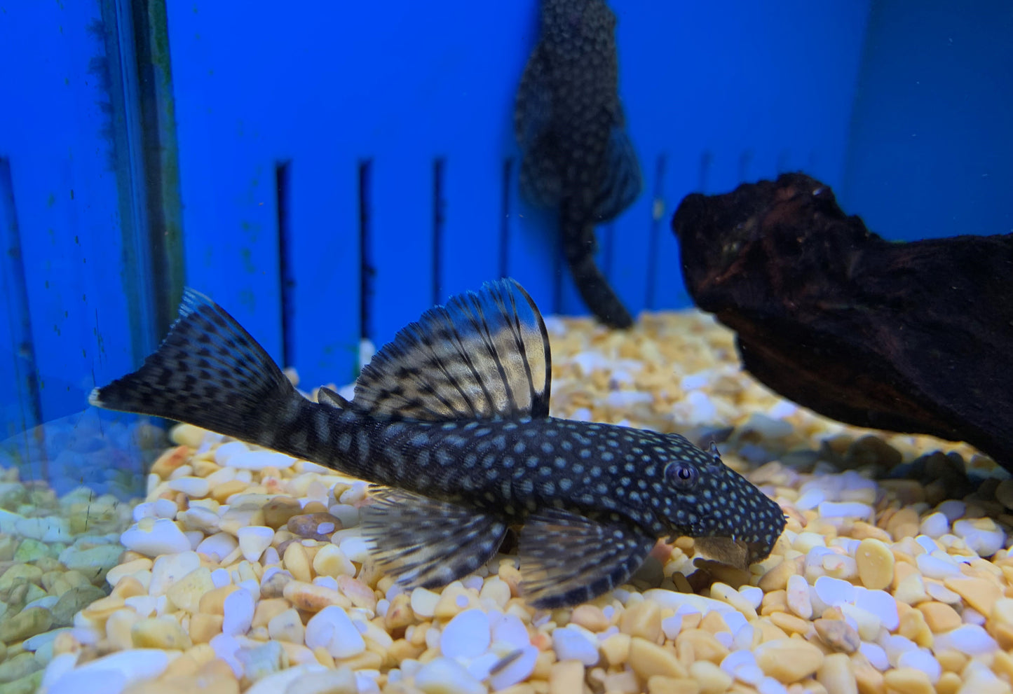 Albino Red Eye Bristlenose Pleco