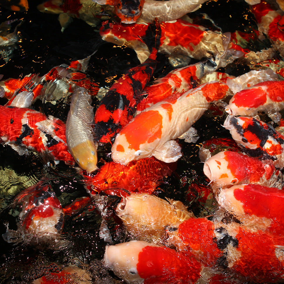 عصا جيه بي ال برو بوند لجميع المواسم