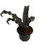 Zebra Plant