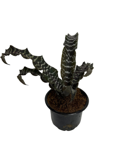 Zebra Plant