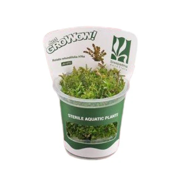 Growow Rotala rotundifolia HRA