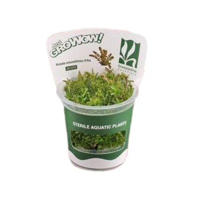 Growow Rotala rotundifolia HRA