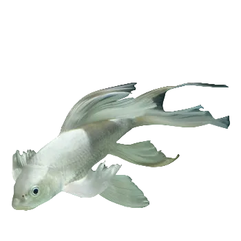 Butterfly Koi