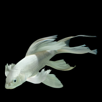 Butterfly Koi
