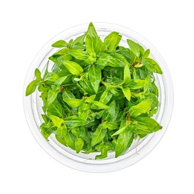 Staurogyne Repens in Cup