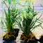 Ophiopogon japonica on Wood