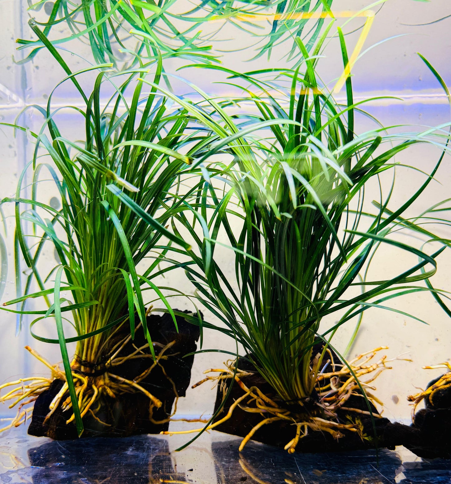Ophiopogon japonica on Wood