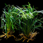 Ophiopogon japonica on Wood