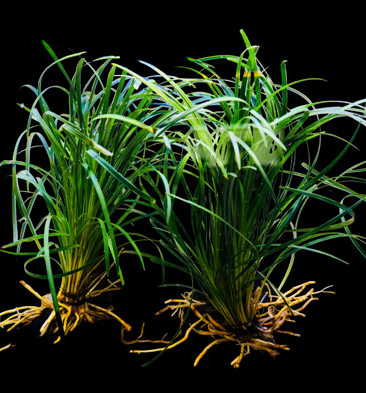 Ophiopogon japonica on Wood