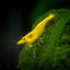 YELLOW GOLDLINE SHRIMPS 1.5cm