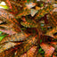 Growow Cryptocoryne Nurii