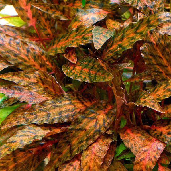 Growow Cryptocoryne Nurii