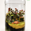 Ruby Mosaic Glass Terrarium