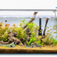 Golden River Forest – Natural Driftwood Planted Aquarium Aquascape