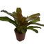 Red Bromelia Plant
