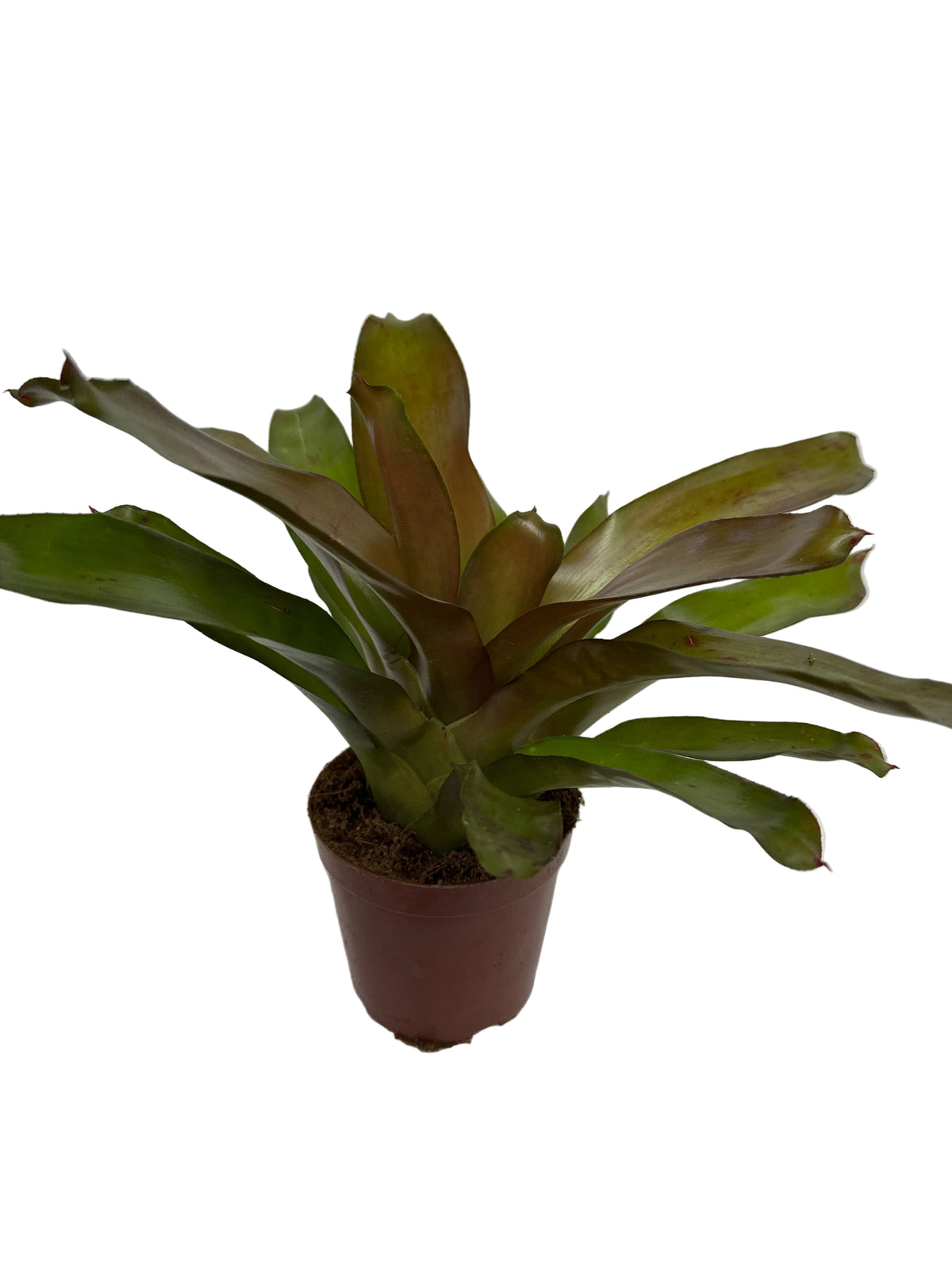 Red Bromelia Plant