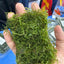 Fresh Christmas Moss in Box 9cmx6cm