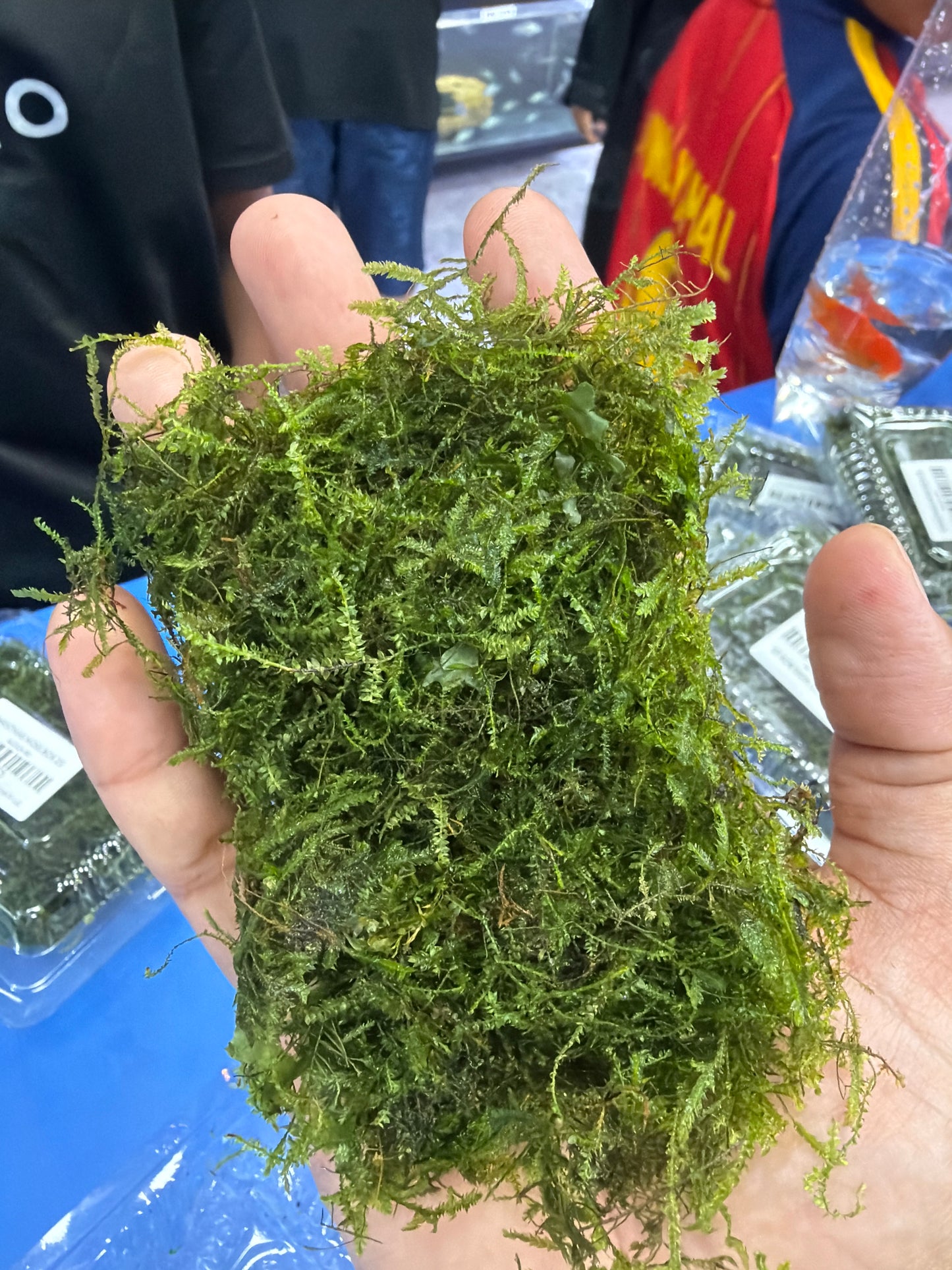 Fresh Christmas Moss in Box 9cmx6cm