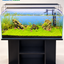 Emerald Highlands – Mountain Stone Carpet Planted Aquarium
