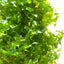 Pelia Moss
