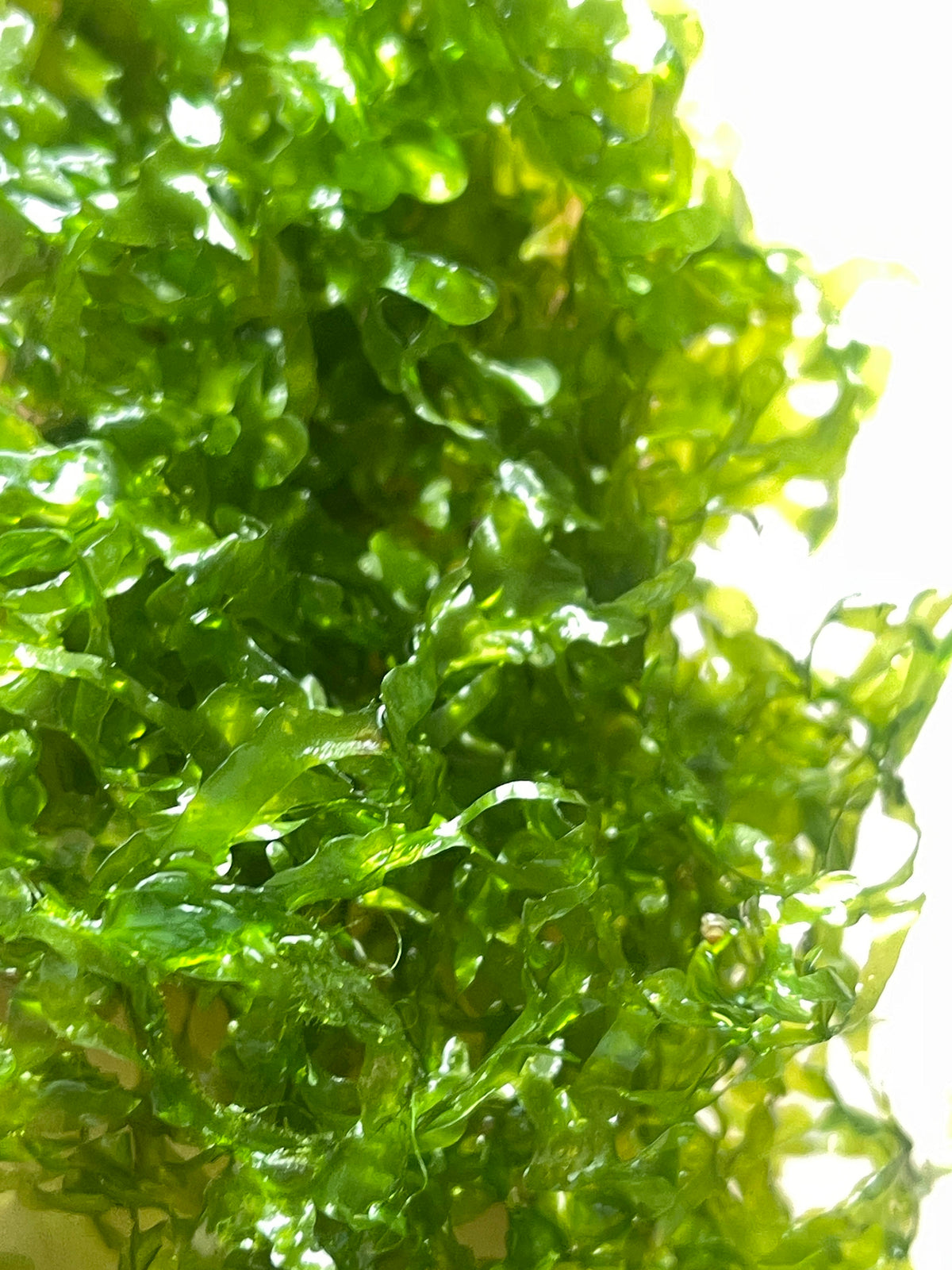 Pelia Moss