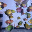 Tri-Color Black Widow Tetra